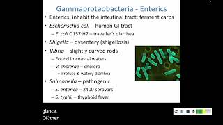 113 Proteobacteria [upl. by Egedan]