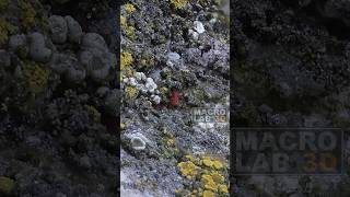 A 2mm long red mite Neomolgus littoralis sitting in a lichen garden [upl. by Dinnie]