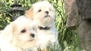 These Shichon Puppies Are Inseparable [upl. by Akalam968]