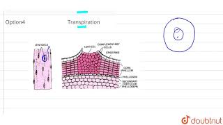 Lenticels are involved in [upl. by Frame]