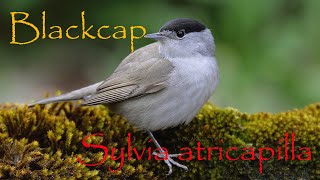 Blackcap  Eurasian blackcap  Sylvia atricapilla [upl. by Vladamar]