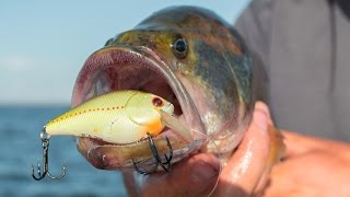 Why You Should Be Fishing Crankbaits [upl. by Yanad501]