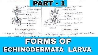 Part  1  Forms of Echinodermata larva  Bipinnaria Brachiolaria Auricularia Larva [upl. by Alvan]