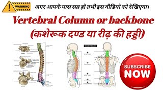 Vertebral Column  Vertebral Column Anatomy  Vertebral Column In Hindi  Spinel Cord  Spine [upl. by Larkins]