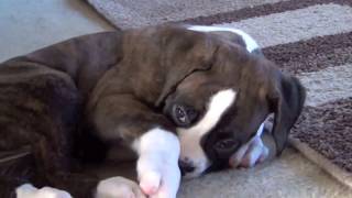 Boxer Puppy Zoe 7 Weeks [upl. by Aluap]