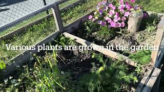 Gardening and Maintaining Land  Mayland Heights  CrossRoads  Calgary NE [upl. by Rolfston390]