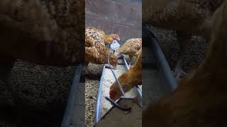 Chickens lay eggs after feeding is done bypoultryparadisetv poultryfarming [upl. by Lednic139]