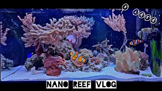 Nano Reef Vlog  3 lata od zalania  Podsumowanie projektu 68 [upl. by Amii]