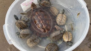 Amazing Catching Turtles in the Nest and Fishing Betta fish Lobster in a lake near the village [upl. by Annayd]