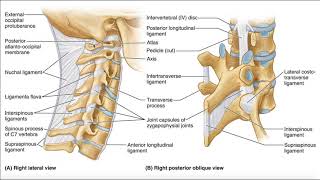 Major Ligaments of the Cervical Spine [upl. by Koppel]