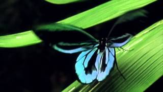 Worlds Largest Butterfly the Queen Alexandras Birdwing [upl. by Kelcey]