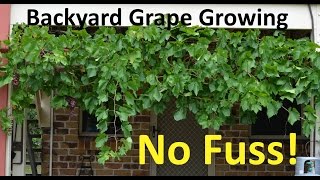 No Fuss Backyard Grape Growing Pruning Propagating [upl. by Coltin]