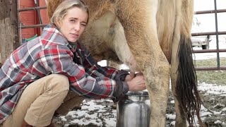 Milking Miss Tulip Our Family Milk Cow [upl. by Atsirhc]