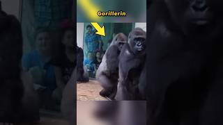 Goriller Sudan Neden Korkuyor 🦍🌊 [upl. by Hanah]