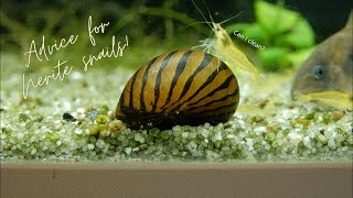 Advice for taking Care of your Nerite Snails [upl. by Barry]