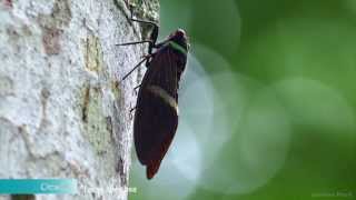 Cicada  Tacua Speciosa [upl. by Ataynik]