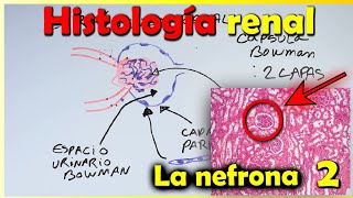 Histología de Riñón 2 [upl. by Ynoyrb]