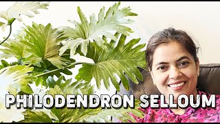 Philodendron Selloum  Canada Indoor Plant Care [upl. by Ennoid977]