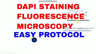 DAPI staining fluorescence microscopy l Overview of DAPI staining l DAPI staining protocol [upl. by Eiznil]