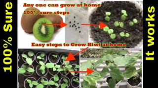 How to grow kiwi plants at home 7 months review in 7 minutes [upl. by Kitti]