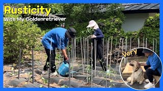 텃밭에 고추모종과 옥수수씨 깻잎씨 심는 날  시골생활  Rusticity  텃밭 가꾸기  골든리트리버  Goldenretriever  시골집 Vlog  시골 강아지 [upl. by Nazar648]