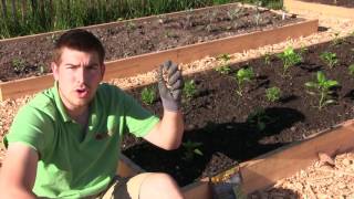 What do Endo and Ecto Mycorrhizae Do in The Garden amp Whats The Difference [upl. by Averir]