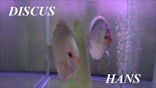 WATER CHANGES IN THE DISCUS HANS FISH HOUSE [upl. by Greenebaum]