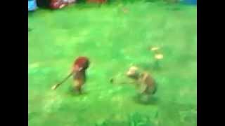 Funny fail from Verne on Over The Hedge game D [upl. by Aun954]