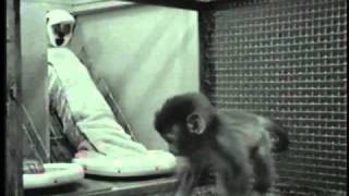 Harlows Studies on Dependency in Monkeys [upl. by Mulvihill]