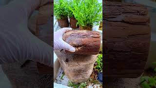 How amazing to grow orchids propagate plant fast and easy 262 [upl. by Attenaj647]