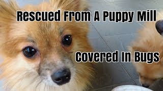 Tick Picking Flea and Tick Infested Pomeranians [upl. by Ramedlav]