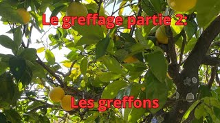 Greffage partie 2 les greffons [upl. by Kirven]