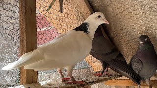 Pigeons Tipplers on loft 2023 [upl. by Bella]