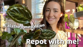 Lets REPOT with me  Calathea medallion plant repot and care guide [upl. by Todd]