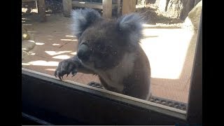 Koala Knocking On My Window  Australia [upl. by Neyud]