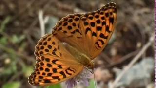 The Silverwashed Fritillary Argynnis paphia L [upl. by Mahan442]