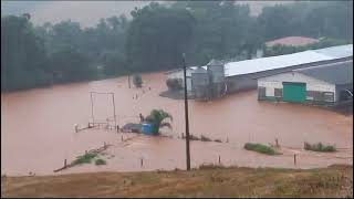 Enchentes no Paraná Aviários inundados milhares de animais mortos  Canal Rural [upl. by Lohman]