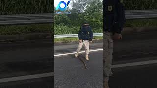 Em cena impressionante policial tira jiboia de rodovia para evitar atropelamento em Goiás [upl. by Noirb]