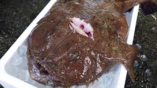 Giant LIVE Monkfish Skinining and Cutting Skills [upl. by Auhel]