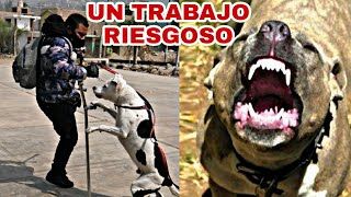 Un día con el quotRehabilitadorquot de perros agresivos  Frans [upl. by Weingarten687]