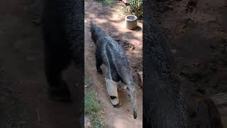 Giant Anteater [upl. by Naerol]