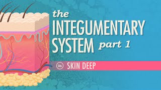 The Integumentary System Part 1  Skin Deep Crash Course Anatomy amp Physiology 6 [upl. by Jaclyn636]