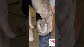 Quick description of trimming exfoliating sole in horses feet [upl. by Pearlman]