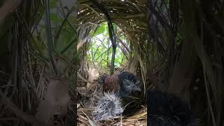 Baby Greater coucal Birds Very hungry 1 [upl. by Anerbes908]