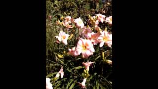 Daylilies cross breeding [upl. by Skippie]