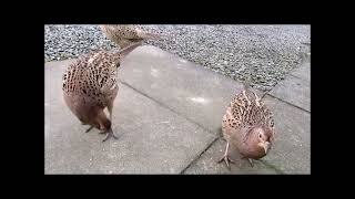 Lovely Pheasant Hand Feeding [upl. by Aihppa]