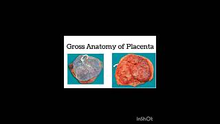 Gross Anatomy of Placenta shorts shortvideo [upl. by Fleischer]