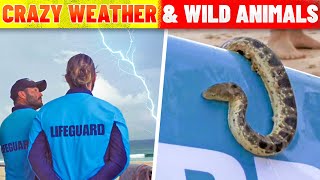 Crazy Weather and Wild Animals Bondi Rescues Most Memorable Moments [upl. by Leeland]