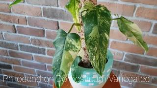 1 min of Philodendron Domesticum Variegated [upl. by Mulcahy]