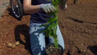 Planting a Hardy Kiwifruit [upl. by Myo454]